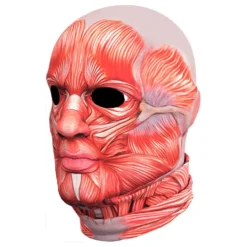 Anatomian Naamiaisasu
