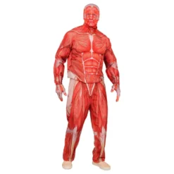 Anatomian Naamiaisasu