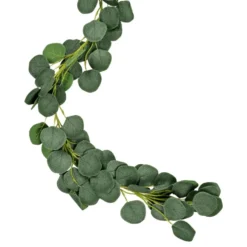 Köynnös Eukalyptus