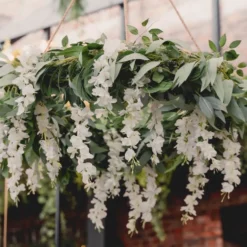 Köynnös Wisteria Kukilla